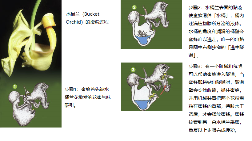 上图：产于热带美洲的「水桶兰」（Bucket Orchid）有非常独特的花粉传播和授精机制。水桶兰复杂而精细的结构包括至少五项独立功能，并且必须按正确的次序运作：1、吸引蜜蜂；2、使蜜蜂掉进水桶；3、植物腺分泌液体注满水桶；4、提供隧道出口；5、在隧道内黏贴或除去花粉囊。缺少任何一个装置，或者装置运作不正常，都不能完成花粉授精、传种接代。而Euglossa meriana和Euglossa cordata这两个品种的雄蜂，也是为这项任务而特别设计的，它们互相依存，缺一不可。进化论无法解释这些现象的起源，创世记却告诉我们，这些花朵和蜜蜂在起初被创造和设计时，就已经按这个方式去运作，「各从其类」，永不改变。