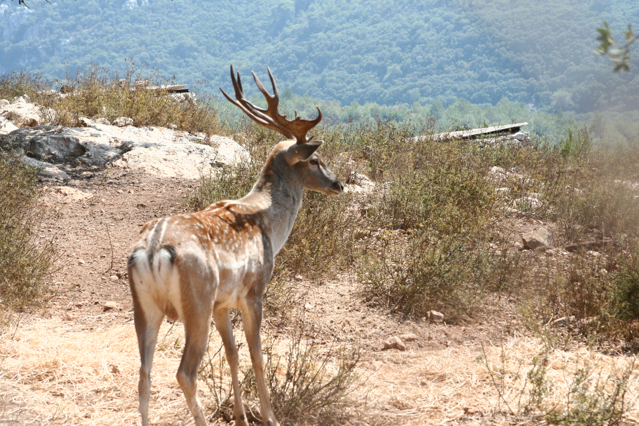 上图：以色列的波斯黇鹿（Persian fallow deer）。波斯黇鹿被认为是申命记14:5所提到的狍子，19世纪末在巴勒斯坦已经灭绝，但从1996年起逐步被重新引进以色列北部，目前有超过650头野生波斯黇鹿生活在加利利、迦密山及梭烈谷。